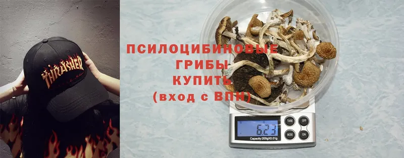 закладка  Гуково  Псилоцибиновые грибы Psilocybine cubensis 